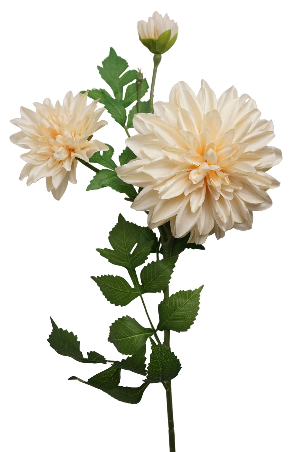 Faux Café Au Lait Dahlia