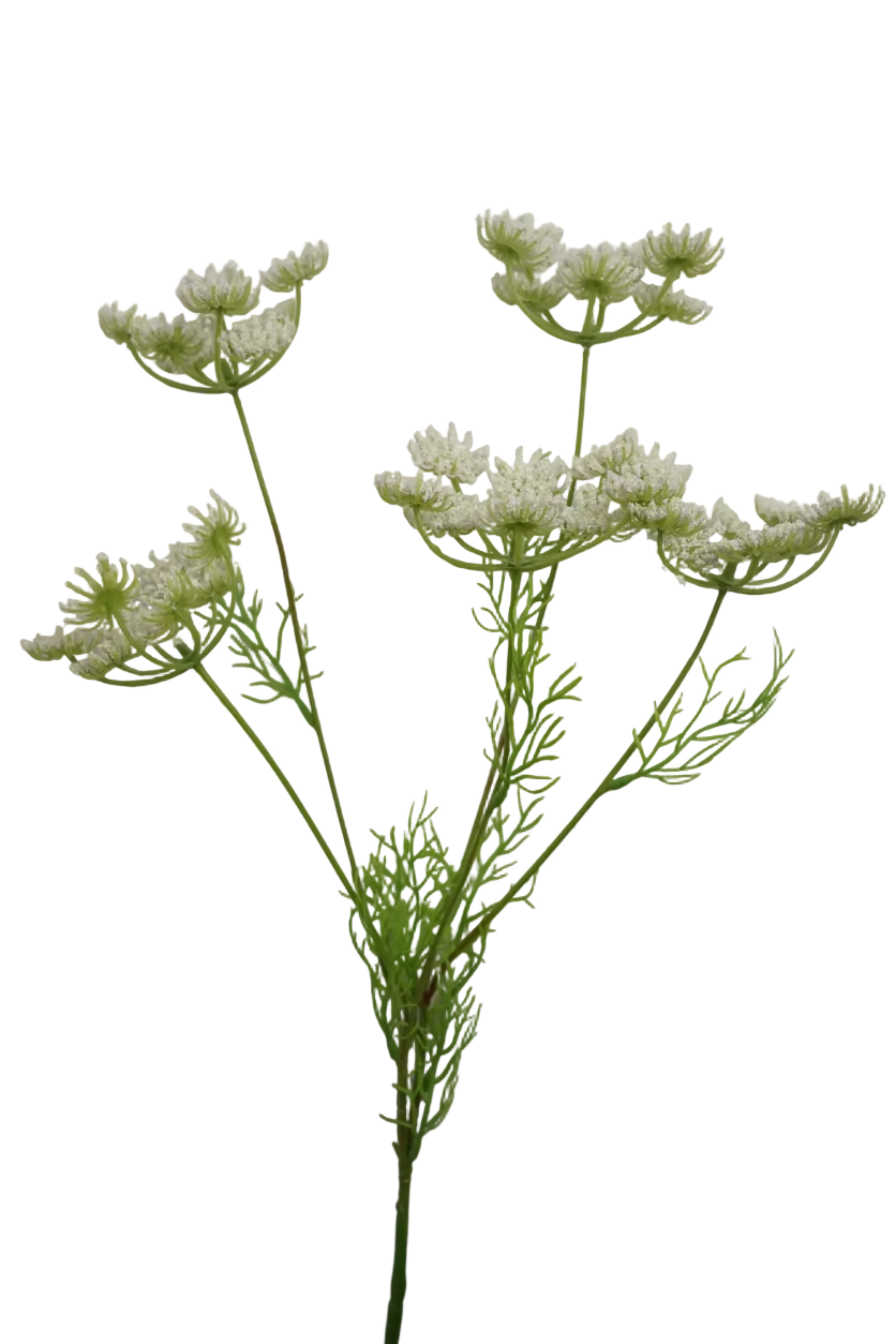 Faux Ammi Visnaga Stem