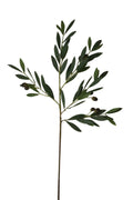 Faux Olive Stem