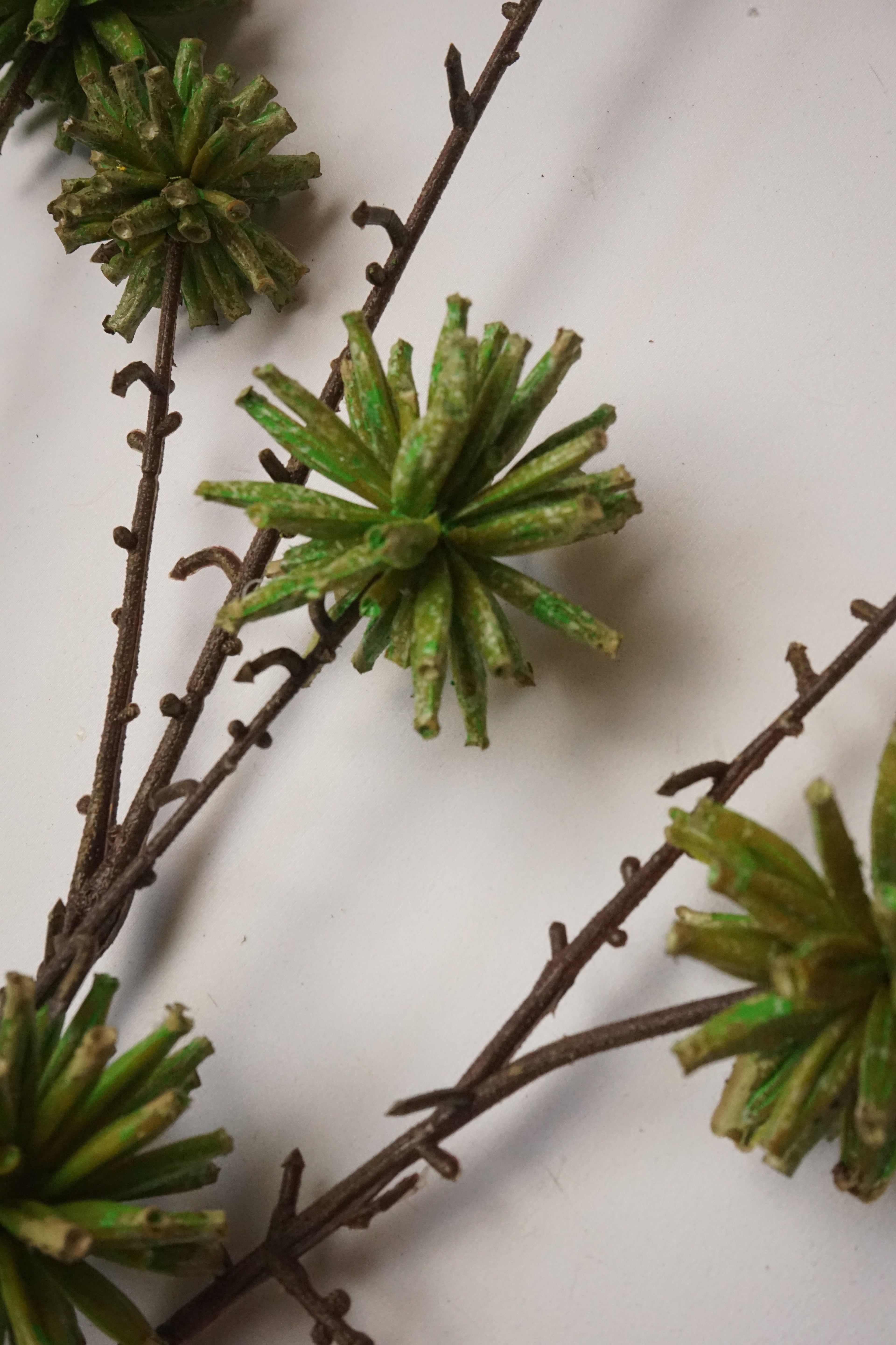 Faux Camptotheca Pods