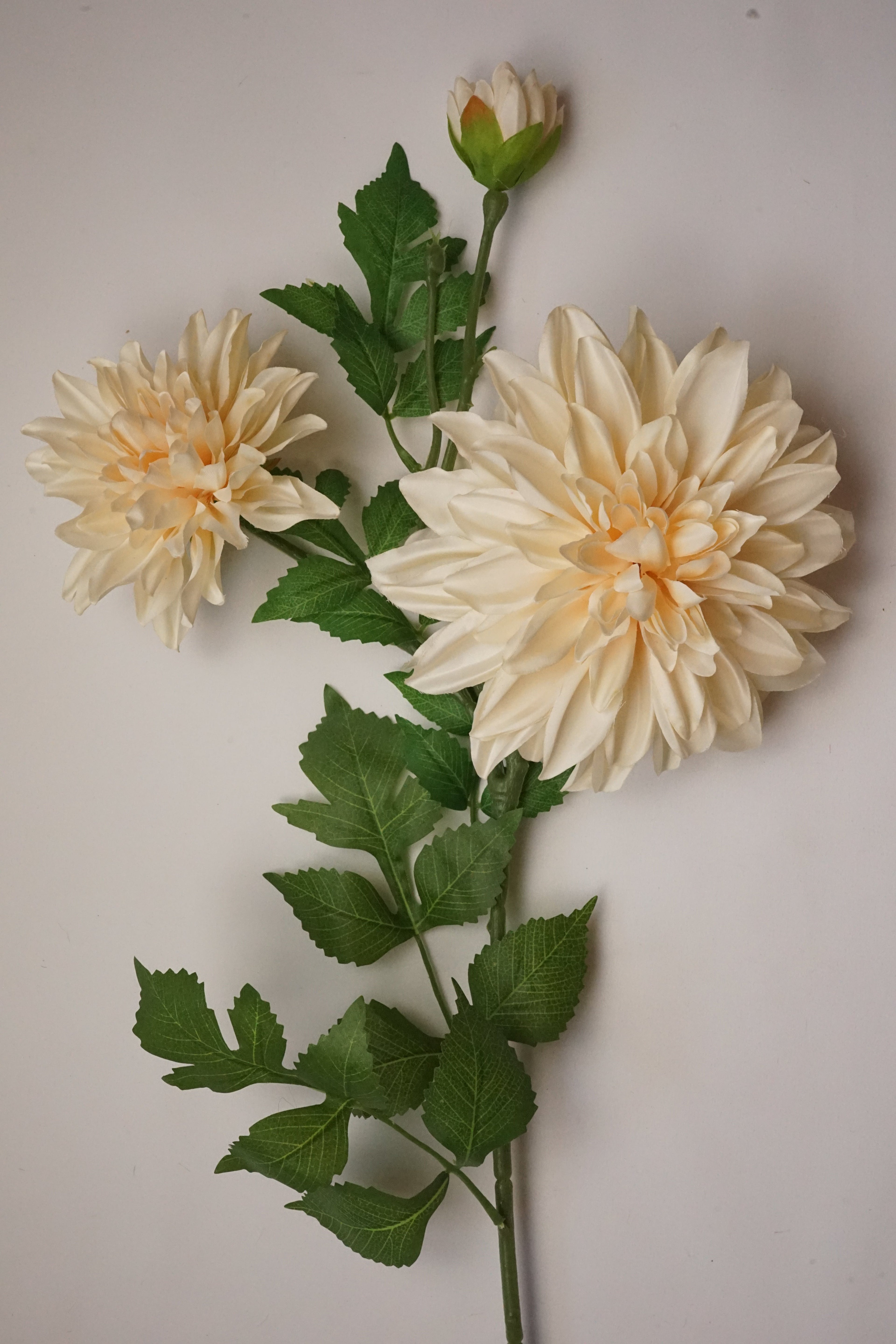Faux Café Au Lait Dahlia