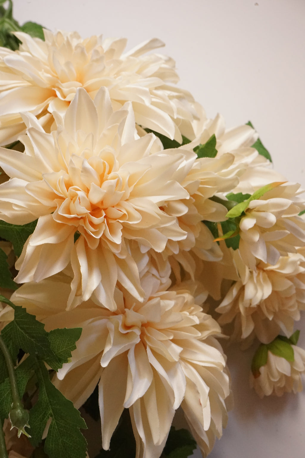 Faux Café Au Lait Dahlia