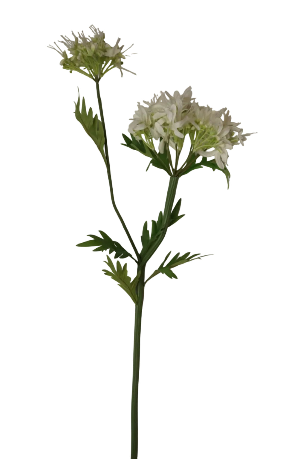 Faux Agapanthus White