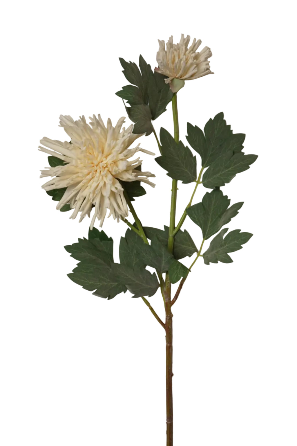 Faux Cream Spider Chrysanthemum