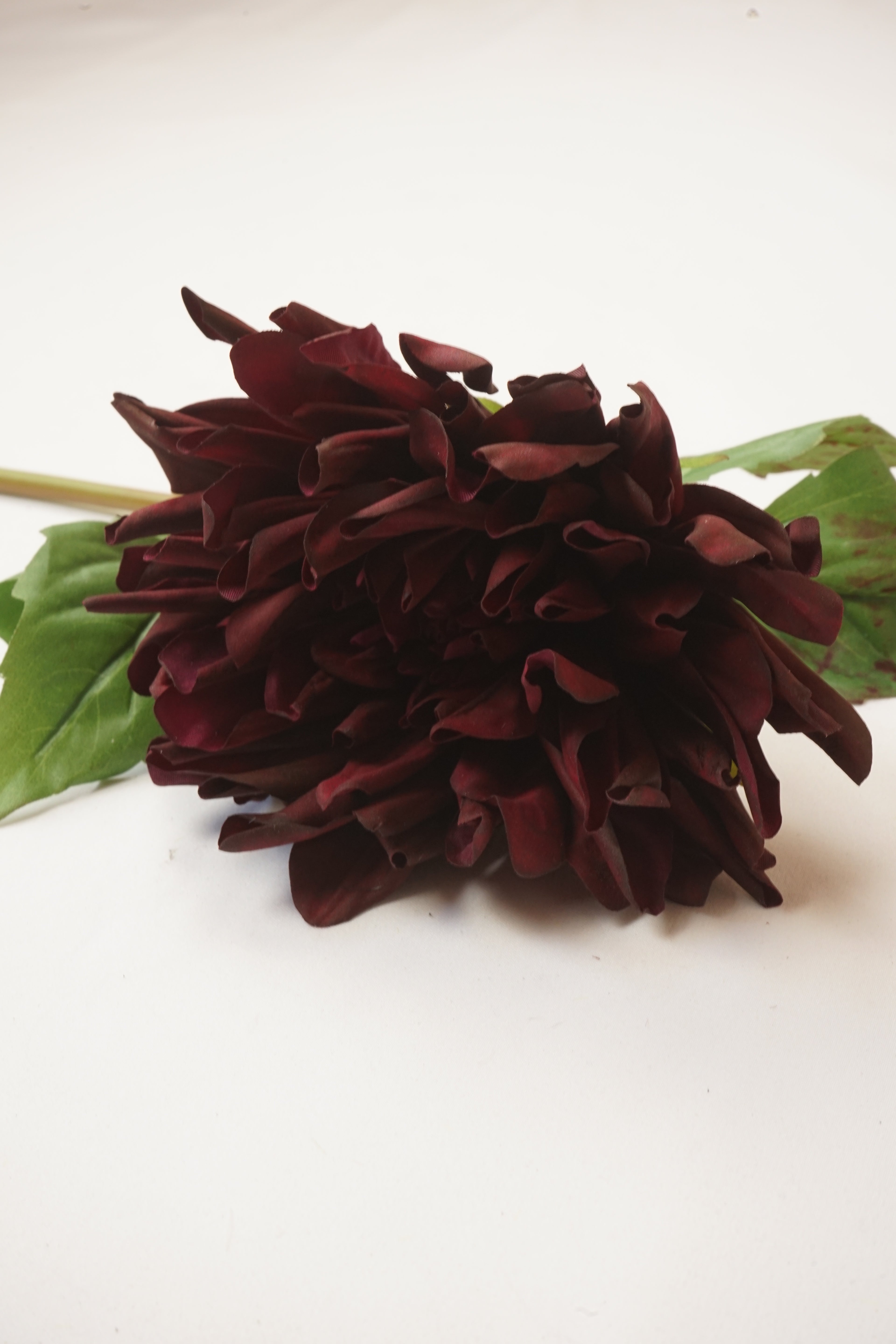 Faux 'Chat Noir' Burgundy Dahlia