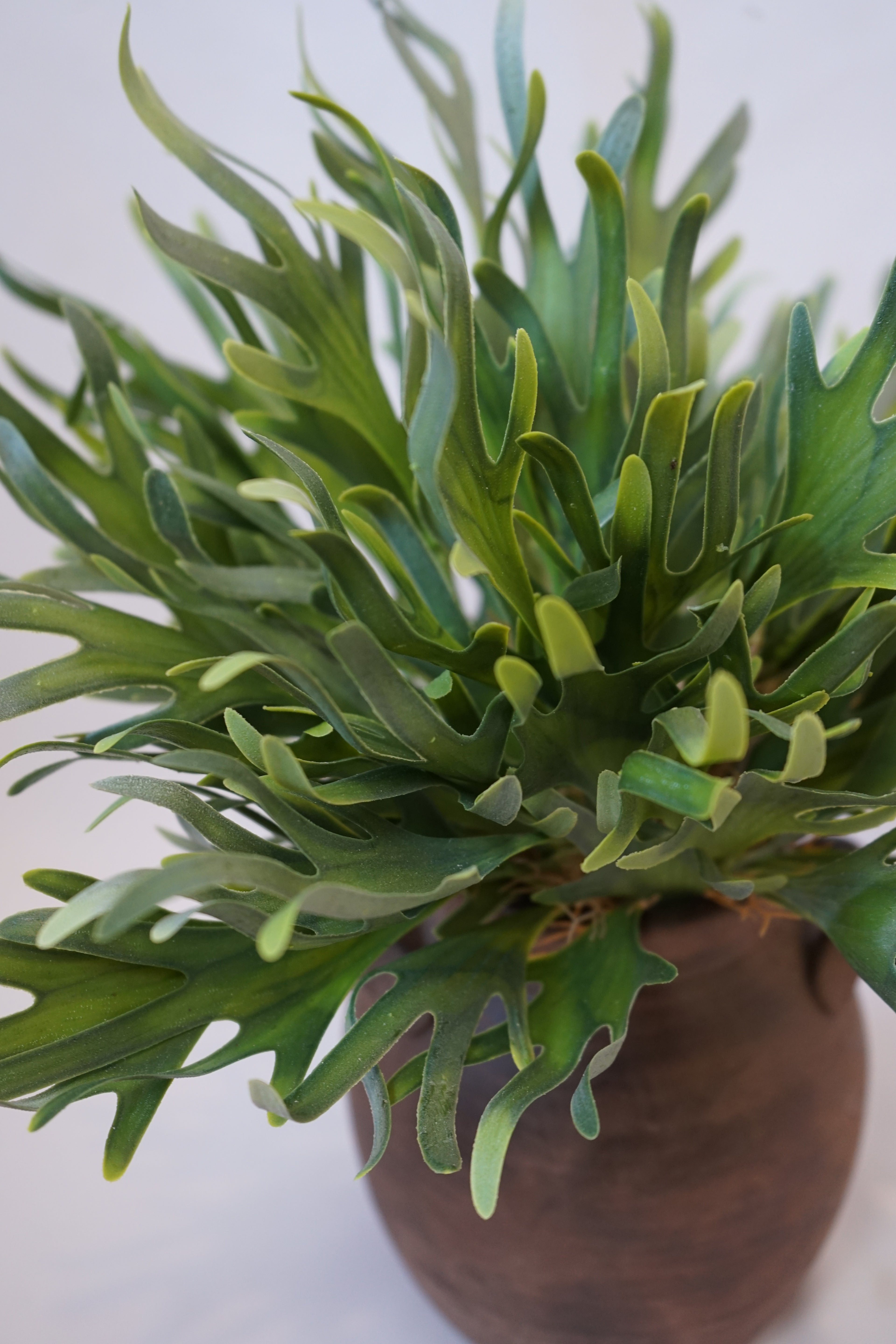 Faux Staghorn Fern