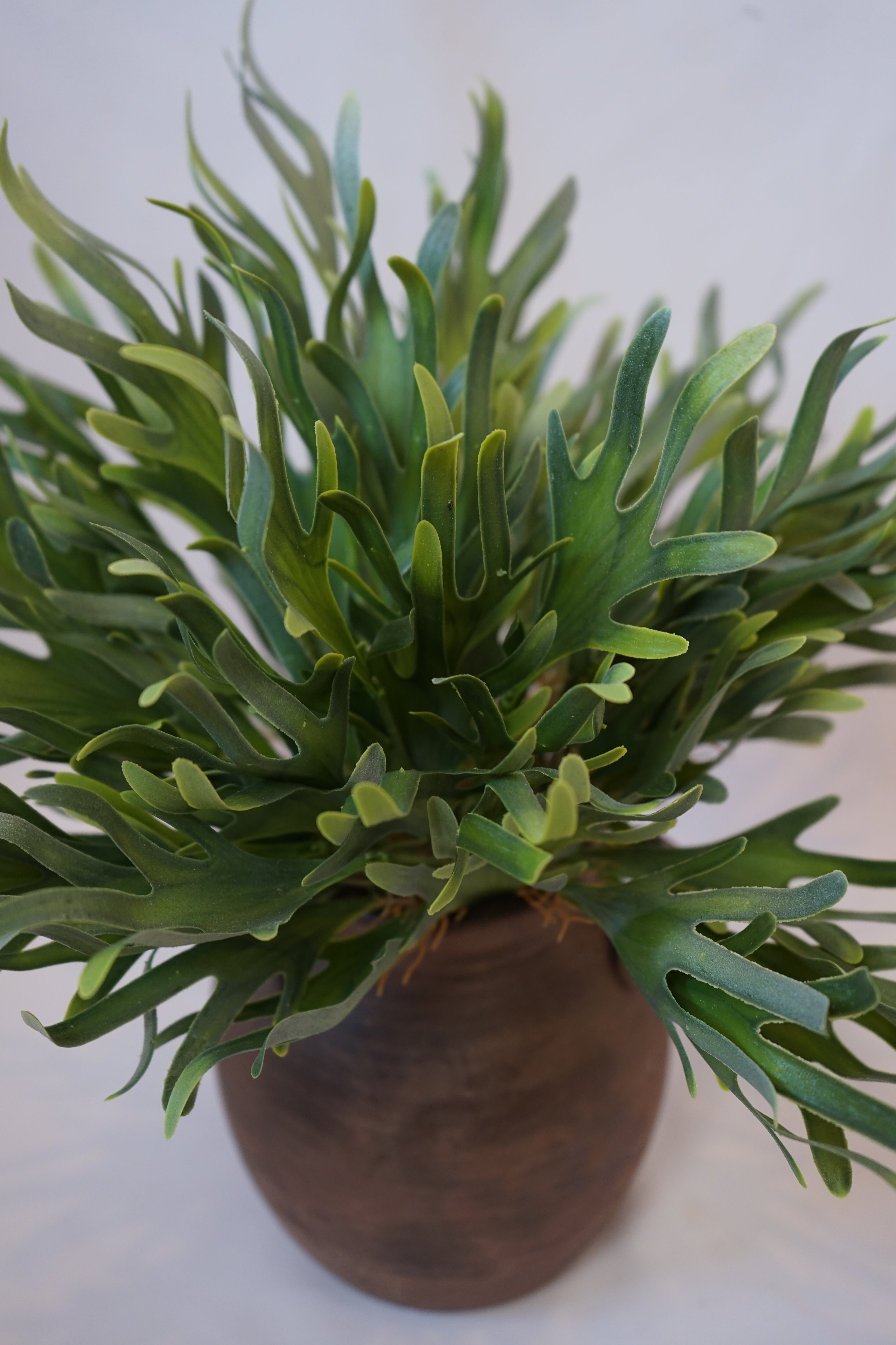 Faux Staghorn Fern