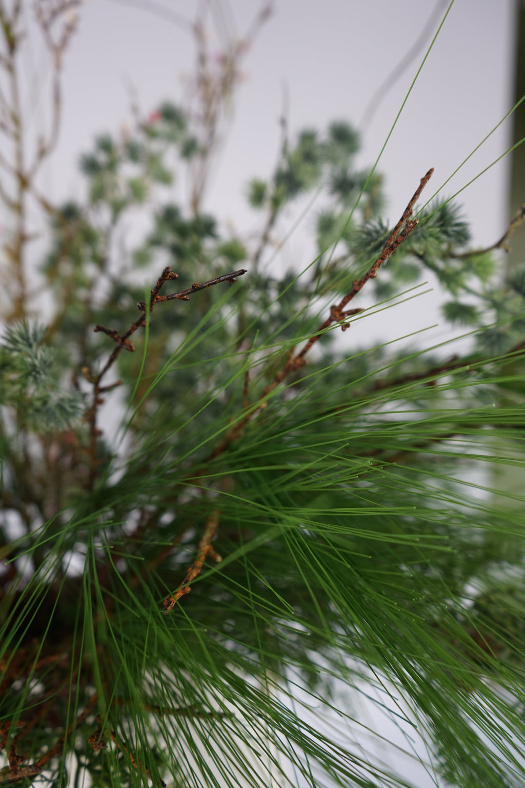 Faux Long Needle Pine Branch