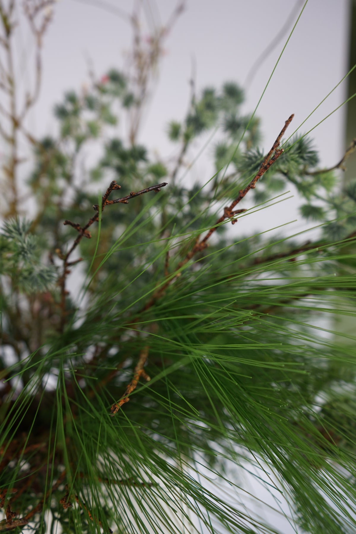 Faux Long Needle Pine Branch